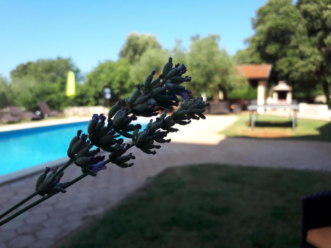 Guesthouse "Barboska" - Big Outdoor Swimming Pool & Private Tennis Court Воднян Экстерьер фото